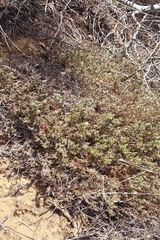 Polygonum paronychia