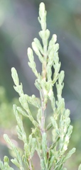 Passerina