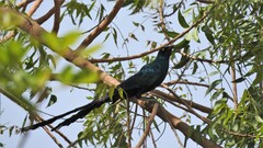 Lamprotornis caudatus