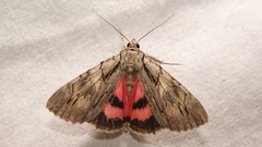 Catocala optata