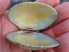 Ruditapes decussatus