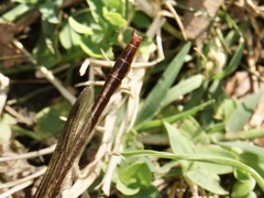 Phanogomphus cavillaris