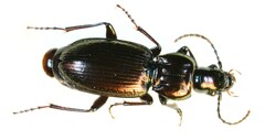 Pterostichus multipunctatus