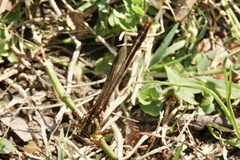 Phanogomphus cavillaris