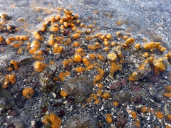 Hymeniacidon perlevis