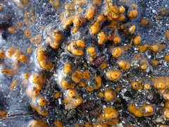 Hymeniacidon perlevis