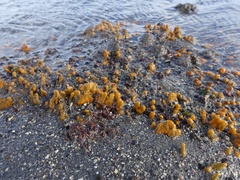 Hymeniacidon perlevis