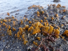 Hymeniacidon perlevis