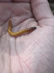Parallelostethus attenuatus