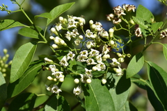 Ehretia tinifolia