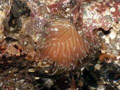 Facelina bostoniensis