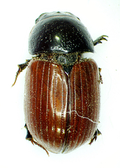 Aphodius fimetarius