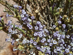 Junellia seriphioides