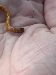 Parallelostethus attenuatus