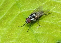 Anthomyia procellaris