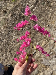 Antigonon leptopus