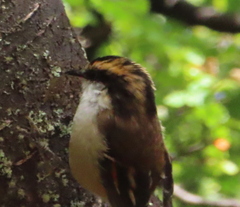 Aphrastura spinicauda