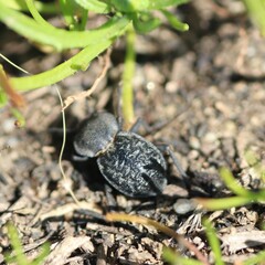 Microschatia inaequalis