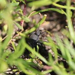 Microschatia inaequalis