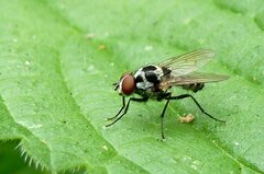Anthomyia procellaris