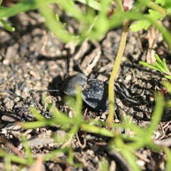 Microschatia inaequalis