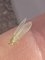 Chrysoperla comanche