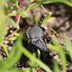 Microschatia inaequalis