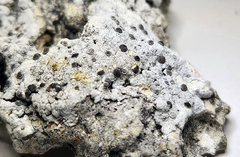 Buellia albula