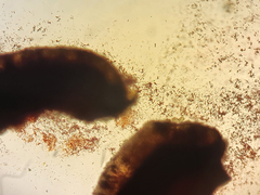 Buellia albula