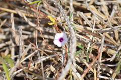 Ipomoea heptaphylla