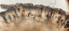 Buellia albula