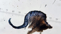Buellia albula