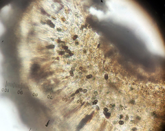 Buellia albula