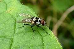 Anthomyia procellaris