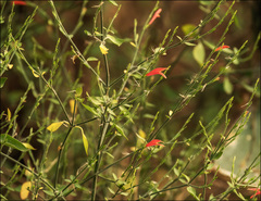 Dicliptera sexangularis