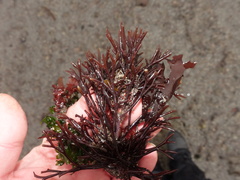 Furcellaria lumbricalis