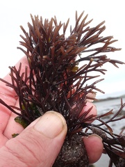 Furcellaria lumbricalis