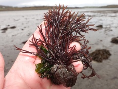 Furcellaria lumbricalis