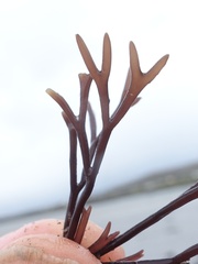 Furcellaria lumbricalis