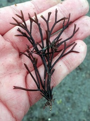 Furcellaria lumbricalis