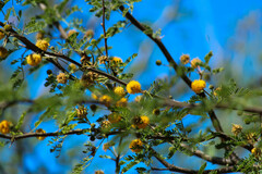 Vachellia