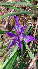 Iris douglasiana