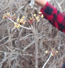 Bursera instabilis
