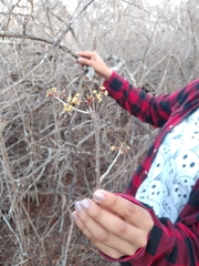 Bursera instabilis