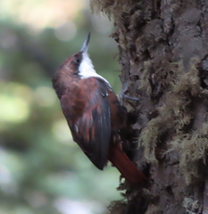 Pygarrhichas albogularis