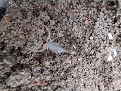 Pseudouroctonus reddelli