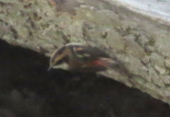 Aphrastura spinicauda