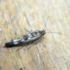 Scythris limbella