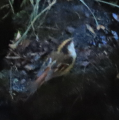 Aphrastura spinicauda