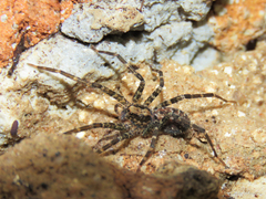 Acanthoctenus
